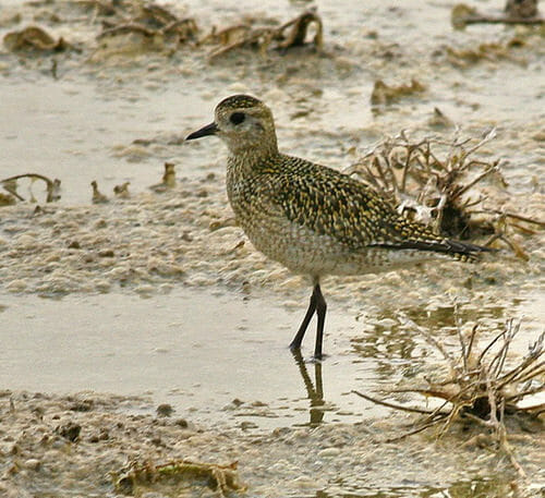 European Golden Plover