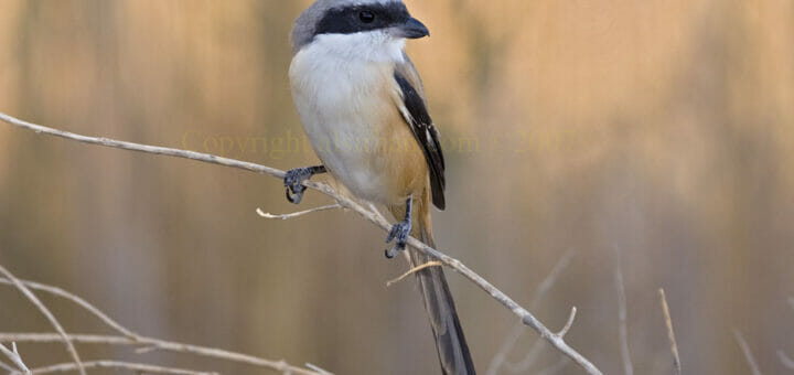 Long-tailed Shrike perching on a twig