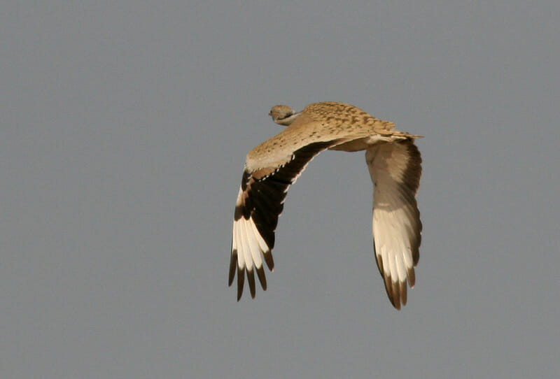 Macqueen’s Bustard in flight