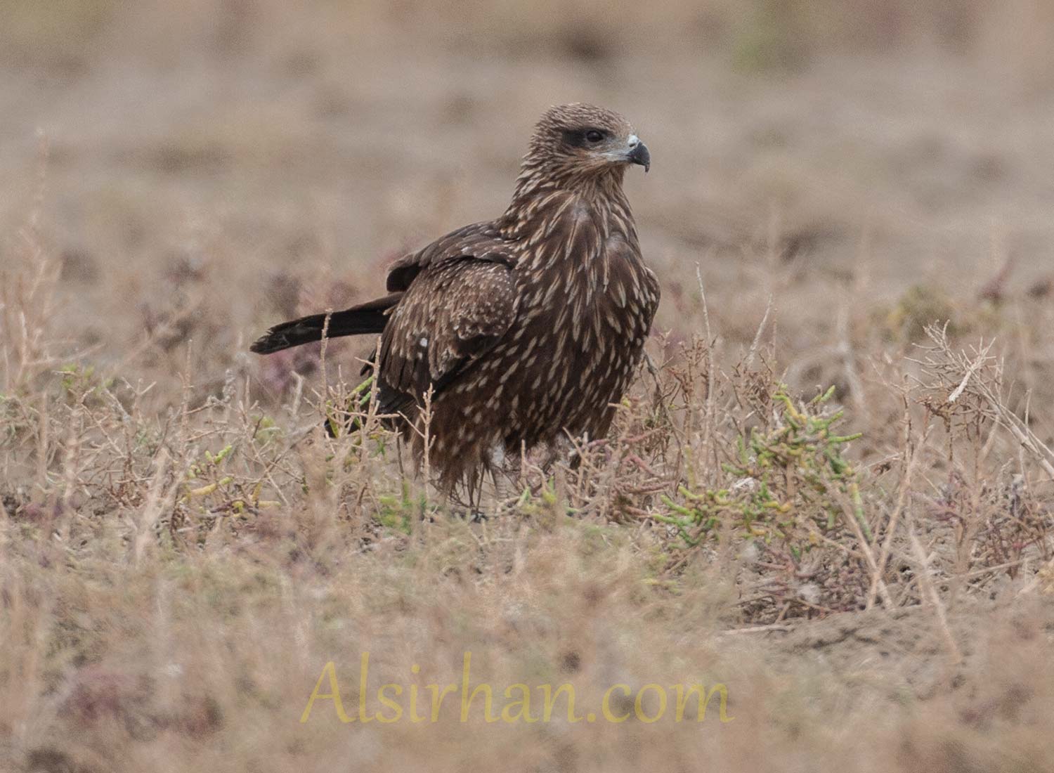 Black Kite