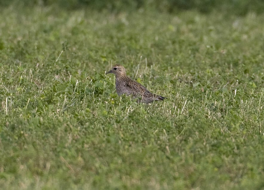 Eurasian Golden Plover