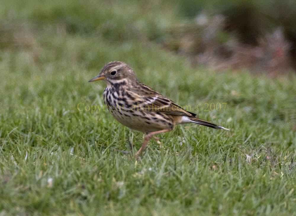 Meadow Pipit