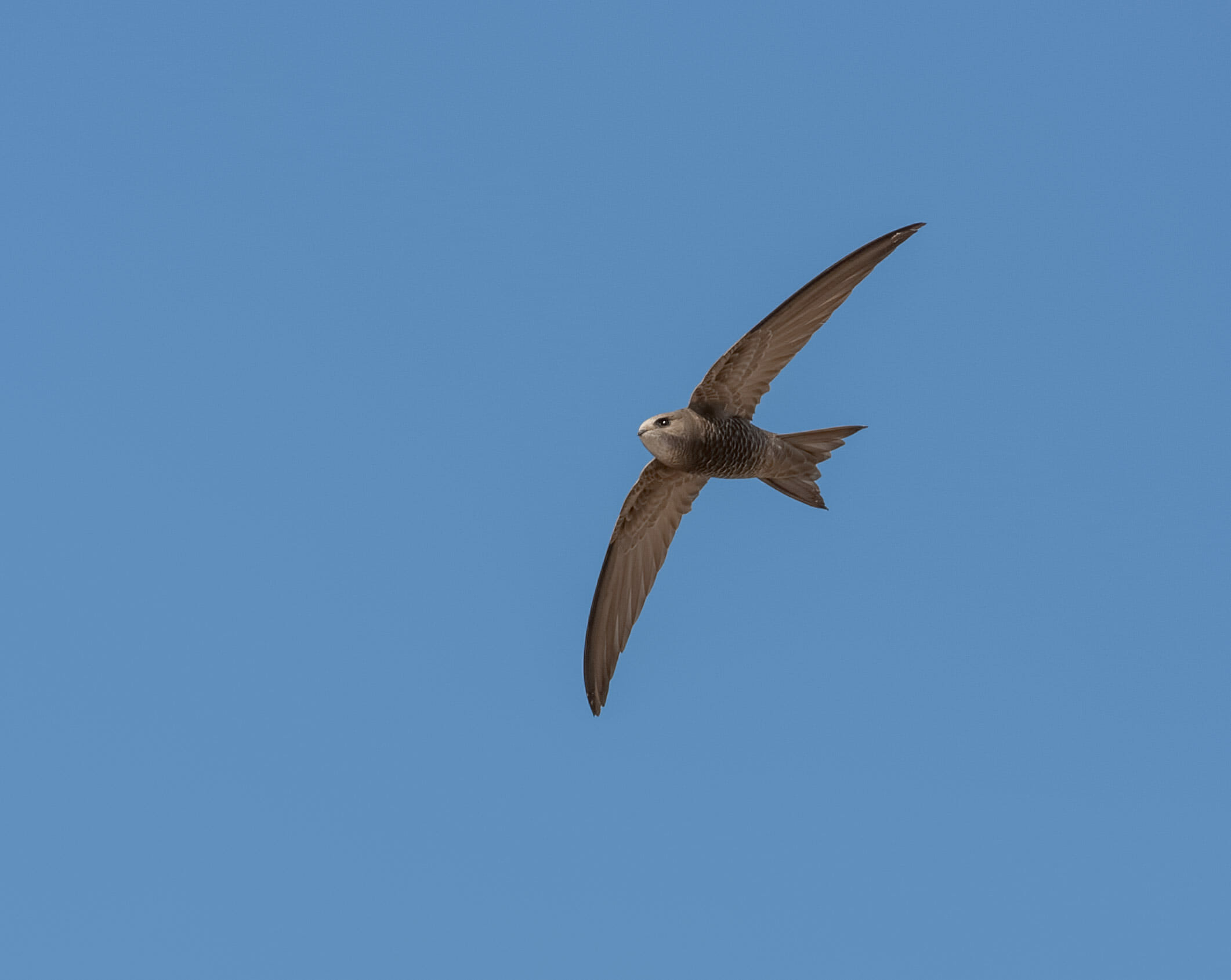 Pallid Swift