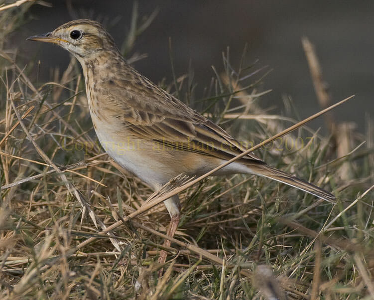 Richard's Pipit