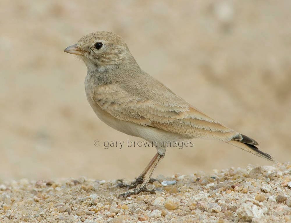 Bar-tailed Lark standing on the ground