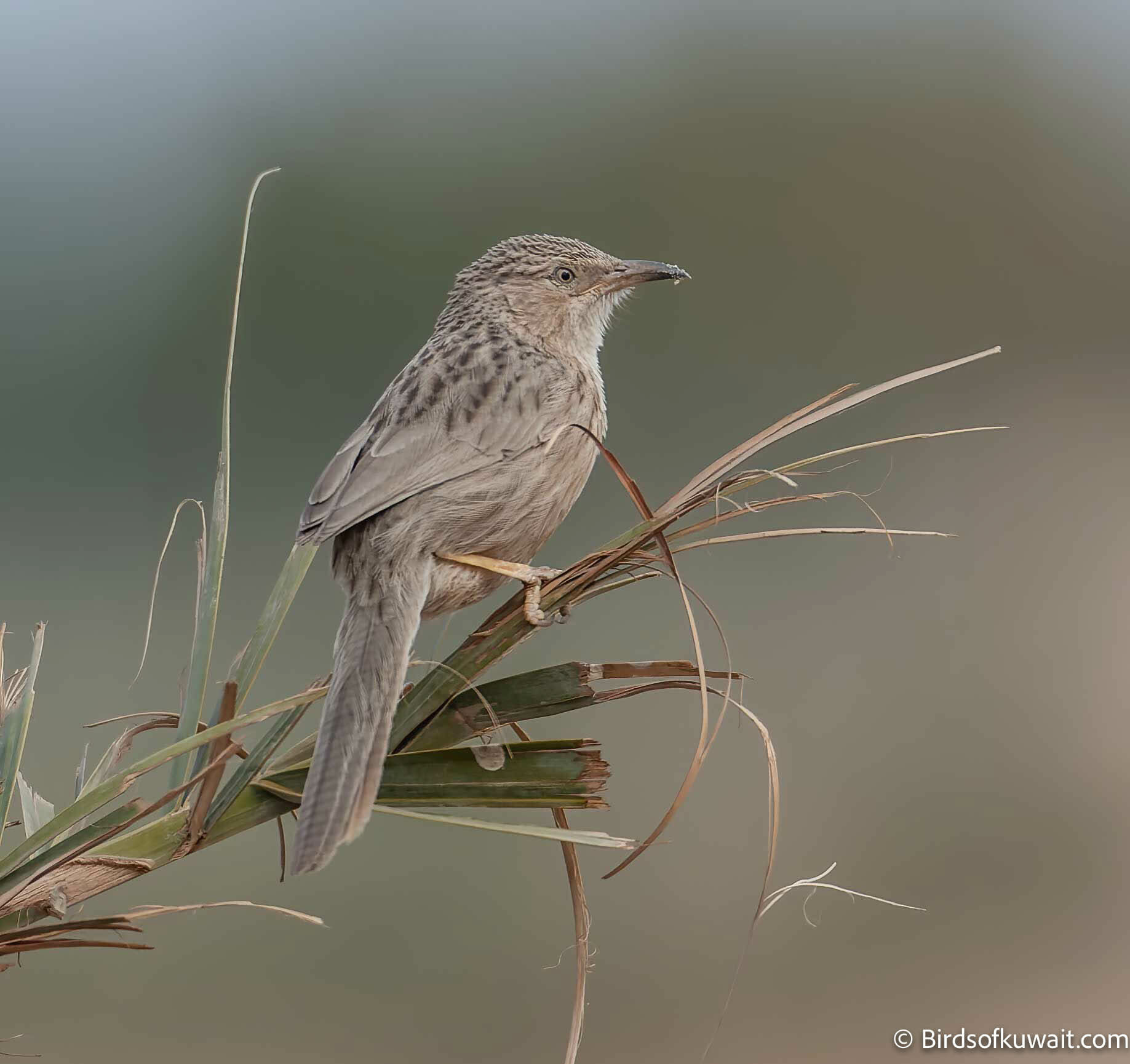 The Afghan Babbler Argya huttoni is one of the target species from Kuwait Bird