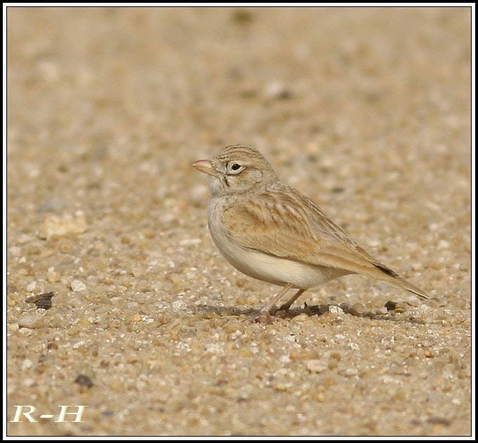 Arabian Lark standing on the ground