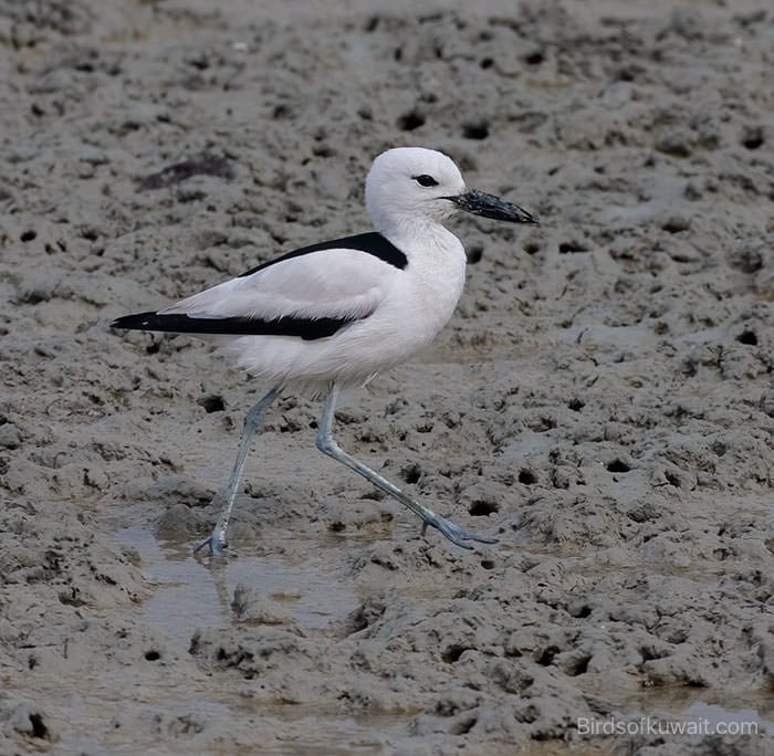 The Crab-plover, a Western Palearctic specialty for Birdwatching Tours