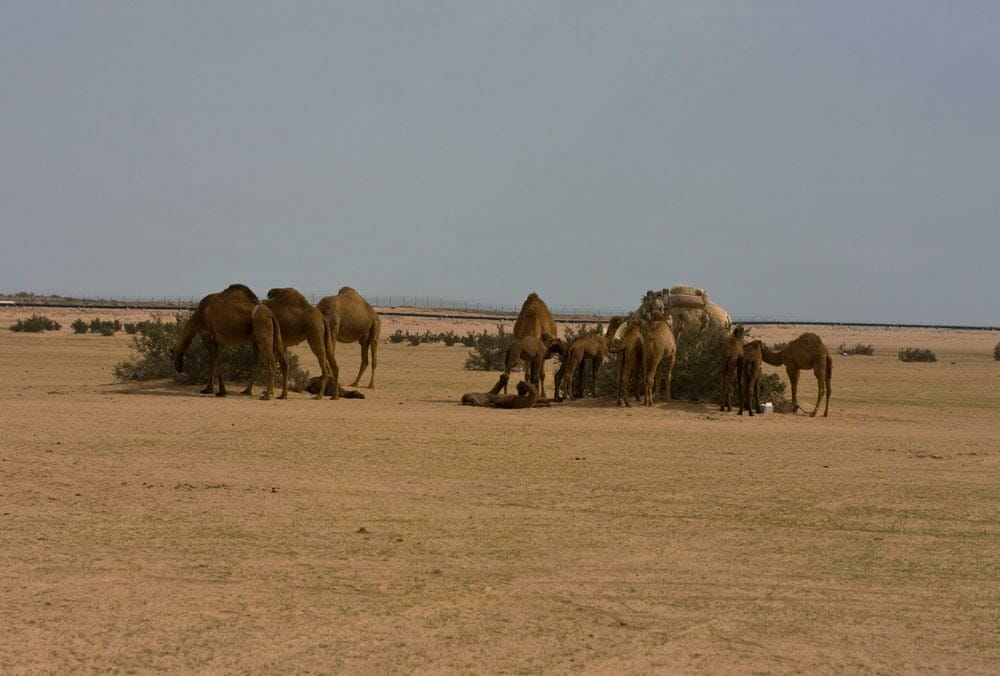 Camels feeding on Nitraria retusa bush, the habitat of Purple Sunbird