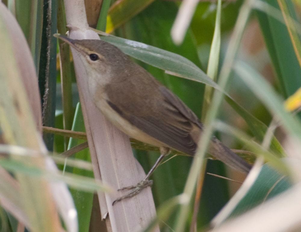 Caspian Reed Warbler in reedbed