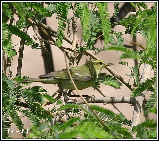 Green Warbler perched on a bush