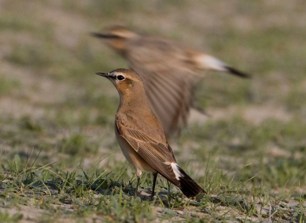 Isabelline Wheatear perching on the ground