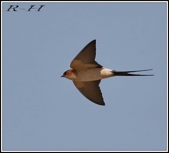 Red-rumped Swallow flying