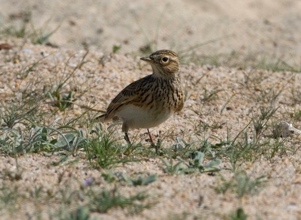 Eurasian Skylark in the sandy desert