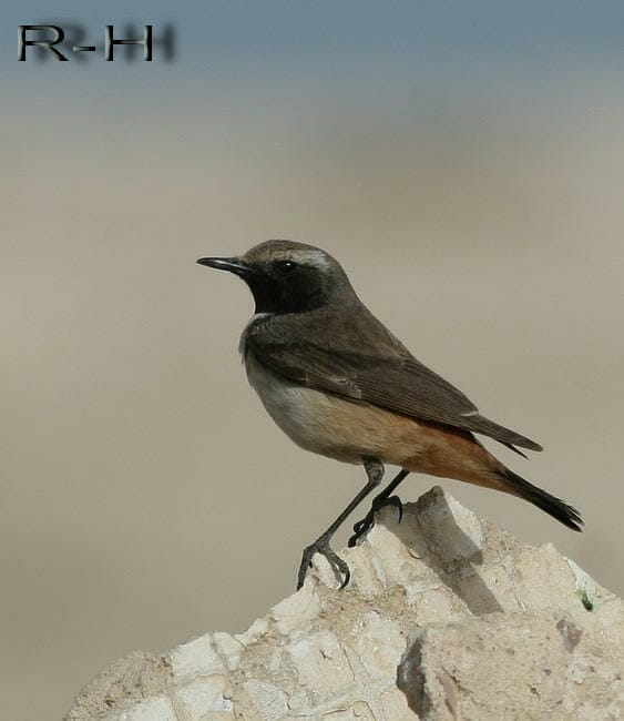 Kurdish Wheatear perching on a rock