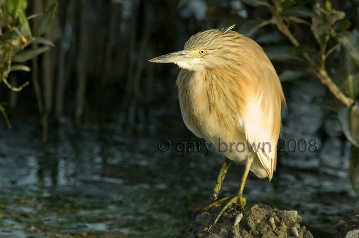 Squacco Heron perching on a rock