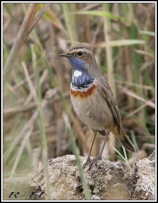 Bluethroat perching on a rock