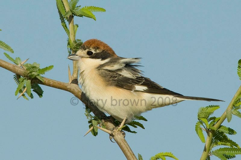 Woodchat Shrike Lanius senator on a branch