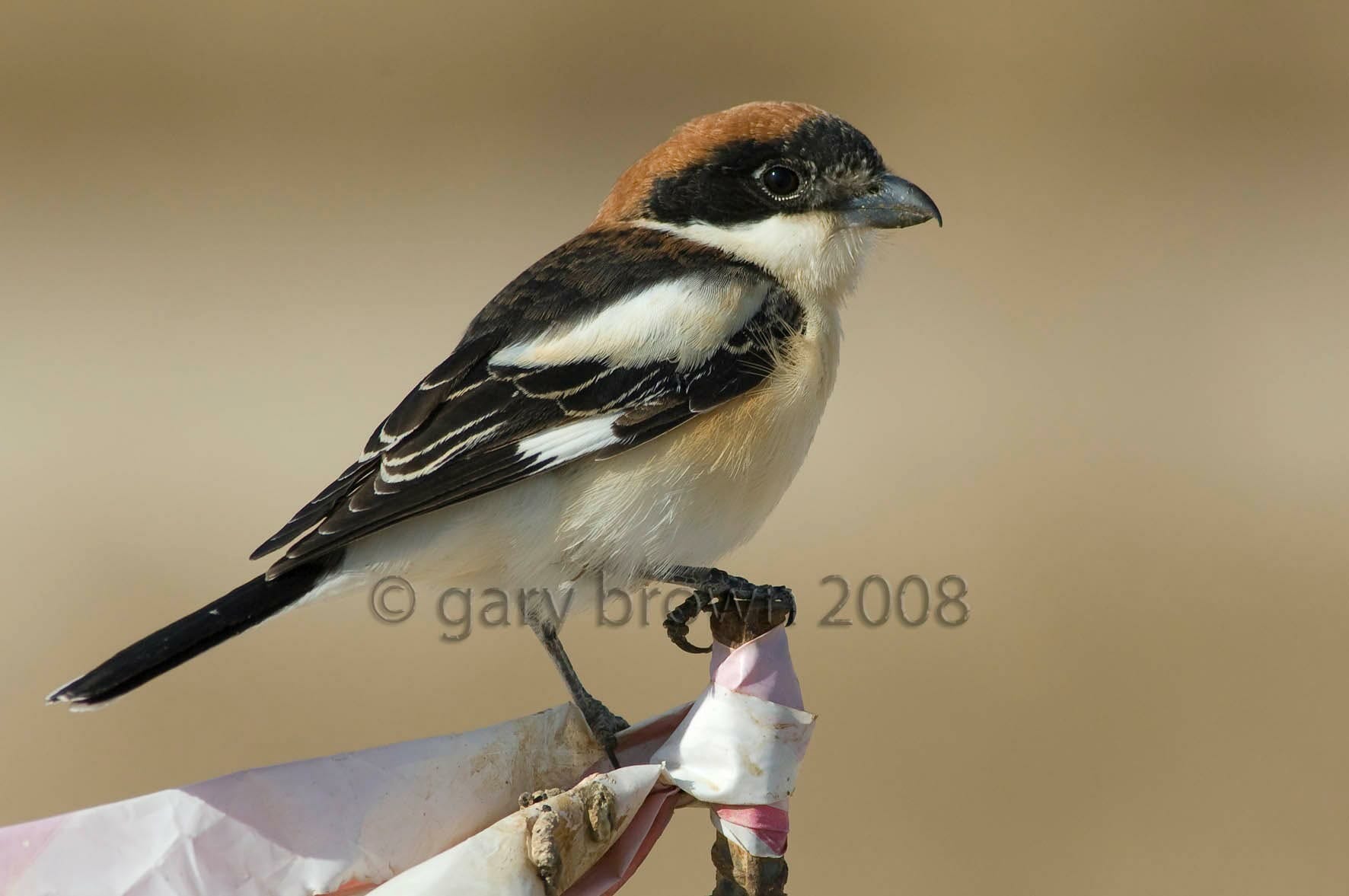 Woodchat Shrike perching on a stick