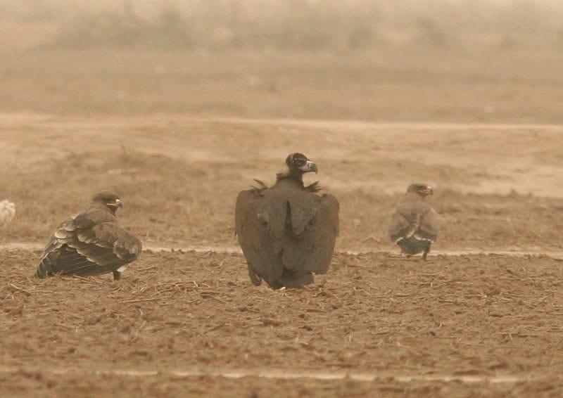 Cinereous Vulture Aegypius monachus between two Steppe Eagles