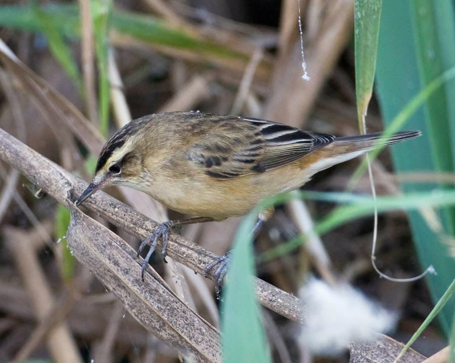 Moustached Warbler Acrocephalus melanopogon on a branch