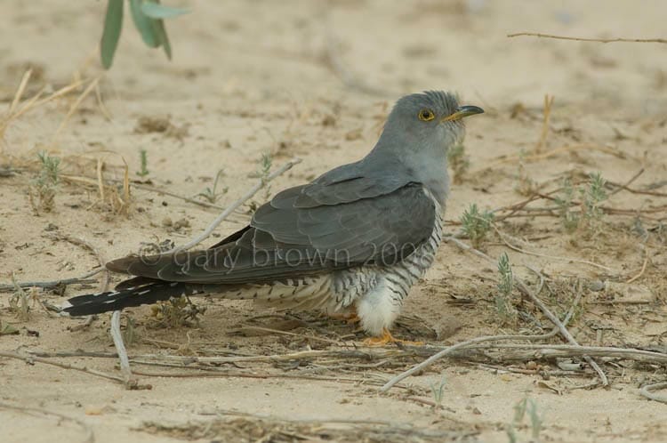 Common Cuckoo Cuculus canorus on ground