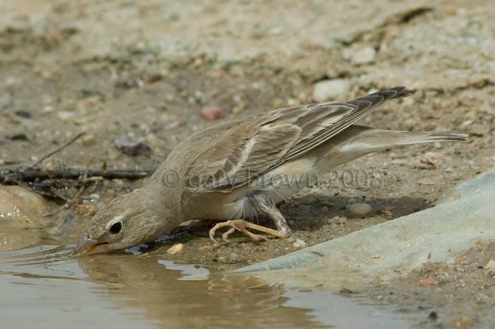 Pale Rockfinch Carpospiza brachydactyla drinking water