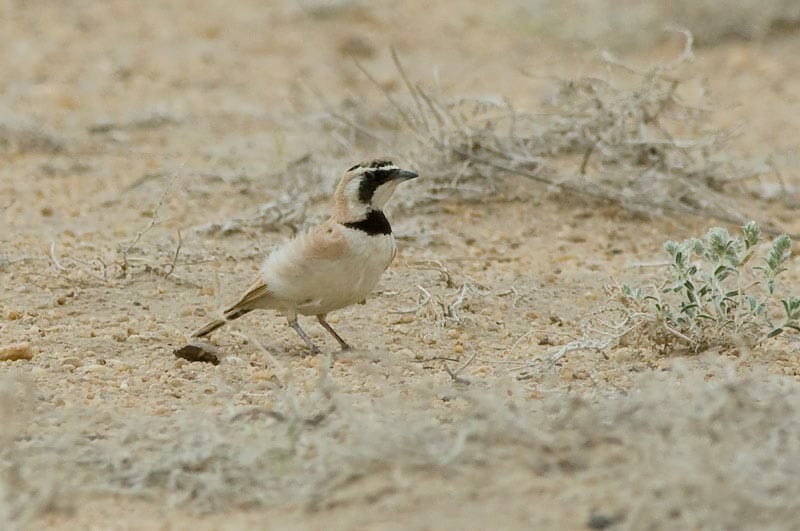 Temminck’s Lark feeding in the desert