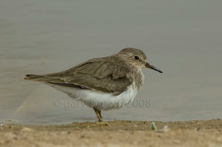 Temminck’s Stint standing at the edge of water