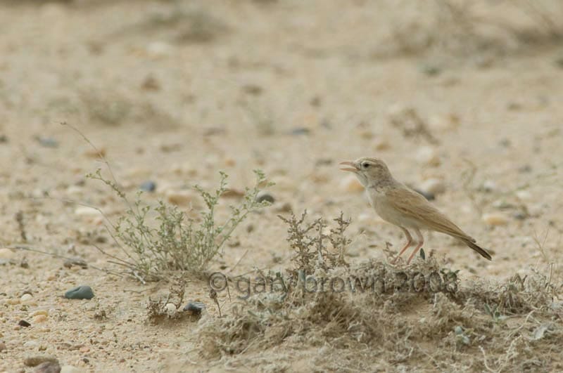 Arabian Lark Eremalauda dunni on desert ground