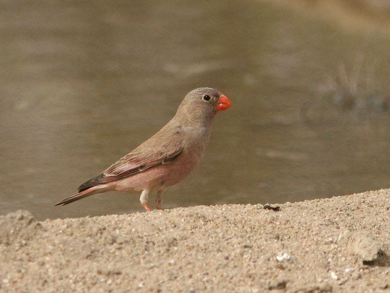 Trumpeter Finch Bucanetes githagineus close to water