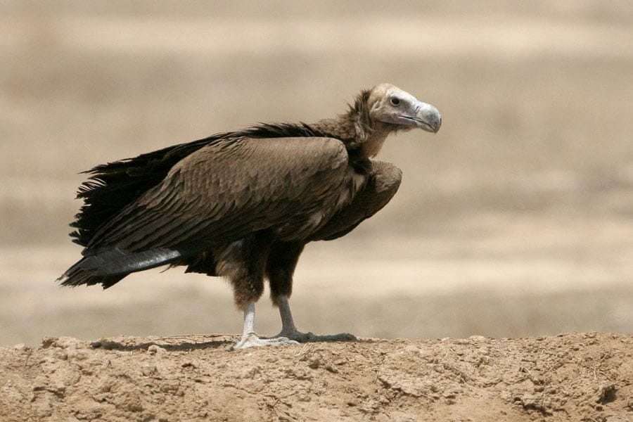 Lappet-faced Vulture standing on a mound