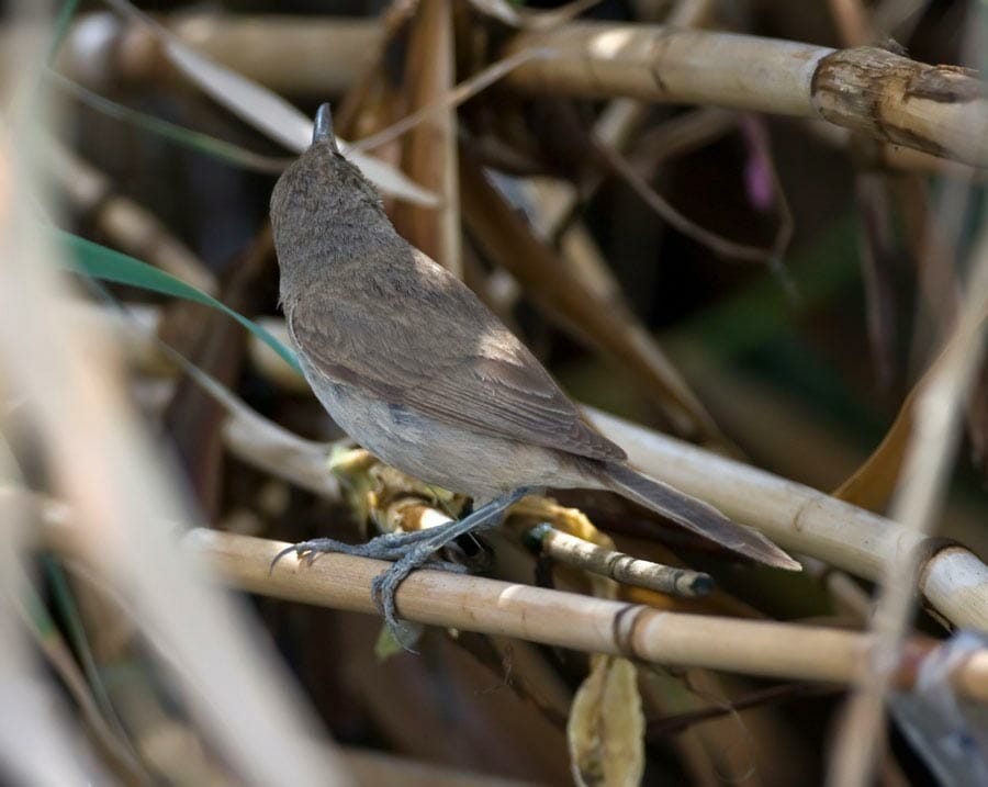 Clamorous Reed Warbler Acrocephalus (stentoreus) brunnescens