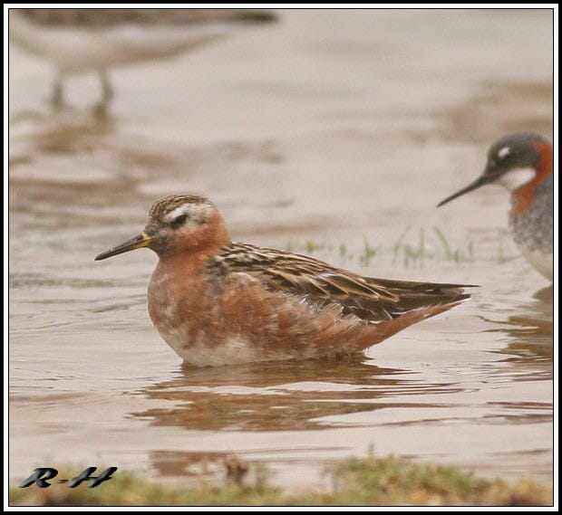 Red Knot in water