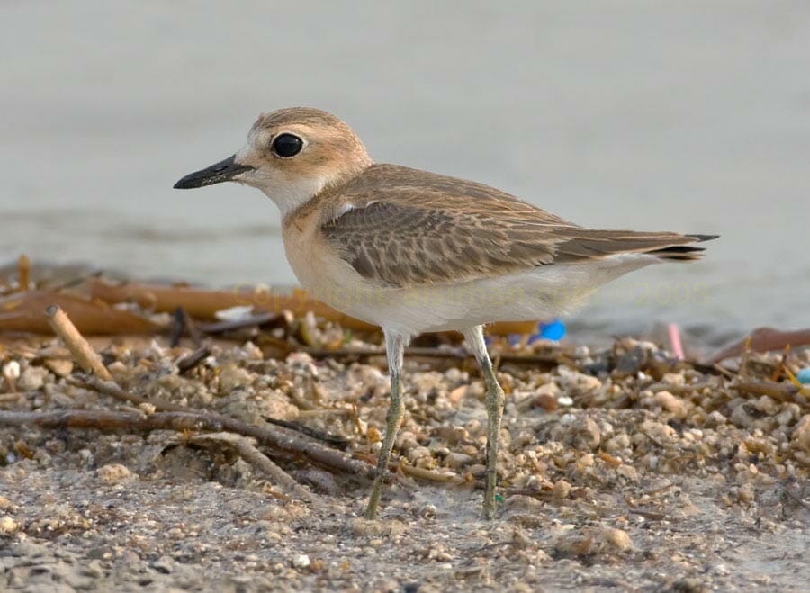 Juvenile Greater Sand Plover standing on the ground near water