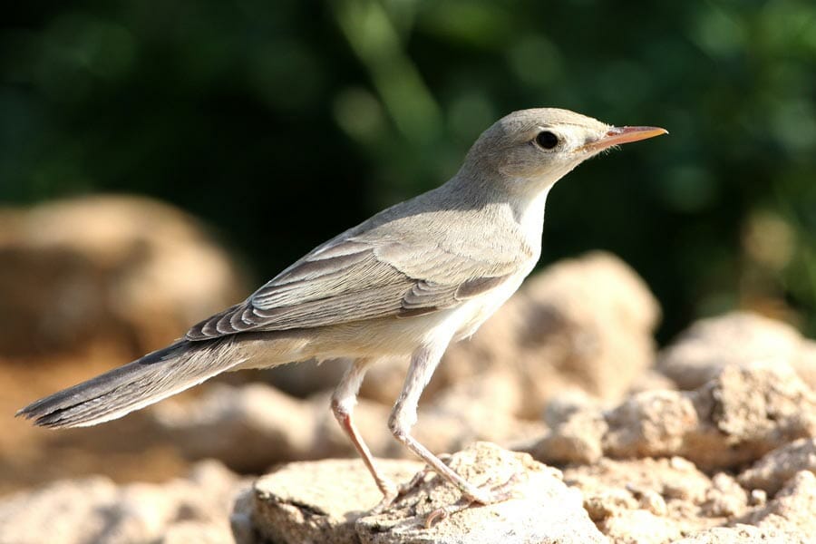 Eastern Olivaceous Warbler Iduna pallida