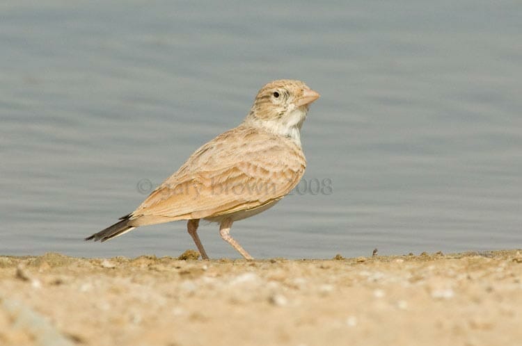 Dunn’s Lark close to a water pool