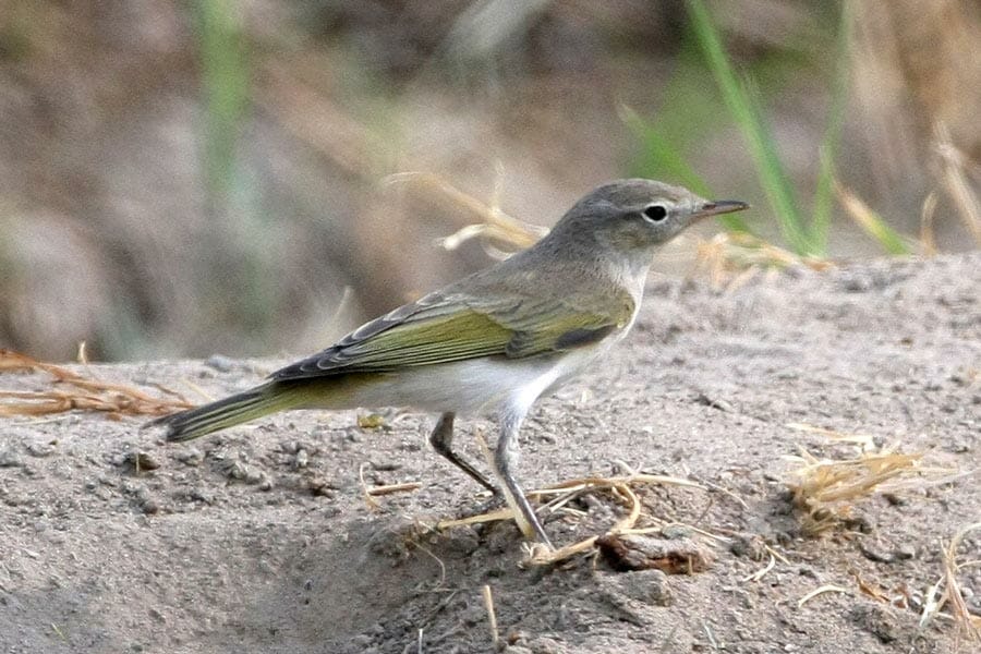 Eastern Bonelli’s Warbler on a rock