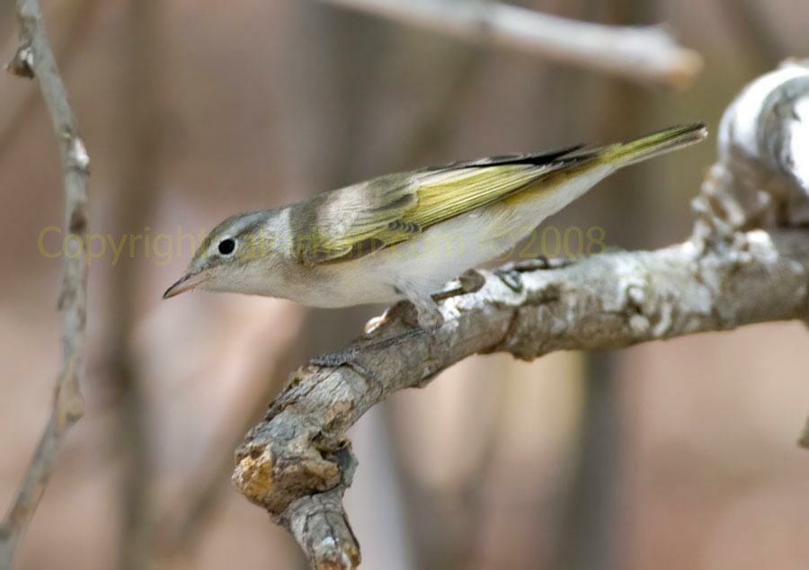 Eastern Bonelli’s Warbler on a branch