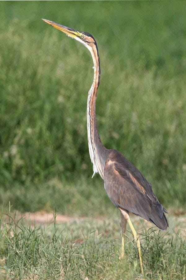 Purple Heron Ardea purpurea streaching its neck up