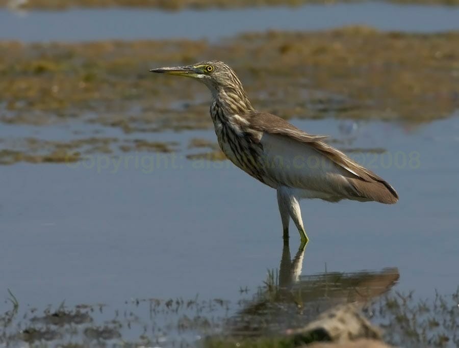 Indian Pond Heron standing close to water