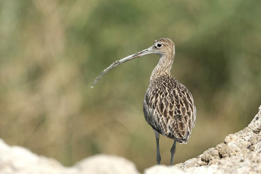 Eurasian Curlew standing on the ground