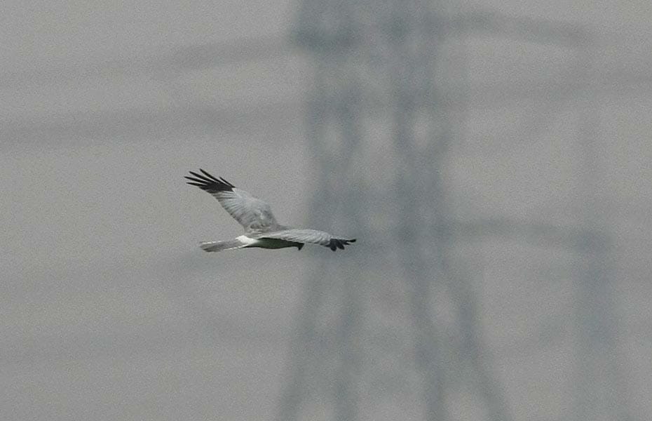 Hen Harrier in flight