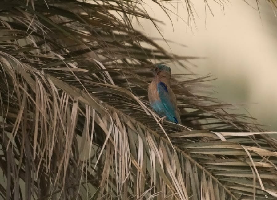 Indian Roller perched on a tree