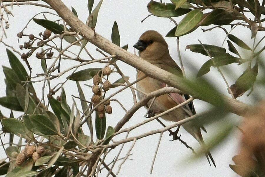 Desert Finch perched on a tree