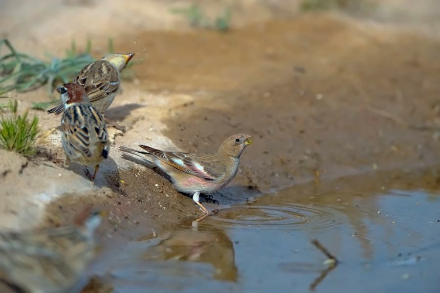 Mongolian Finch drinking water