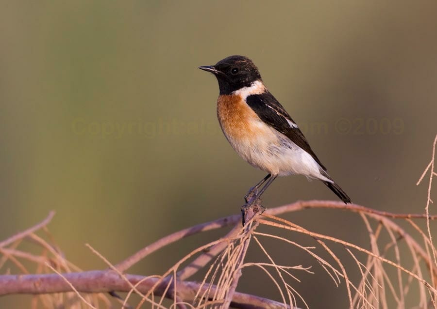 Byzantine Stonechat perched on a branch