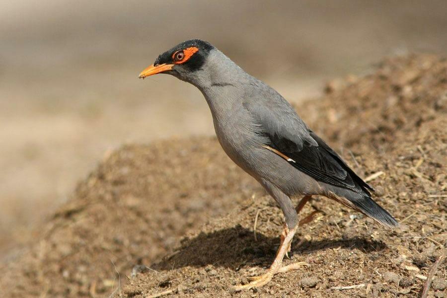 Bank Myna standing on the ground