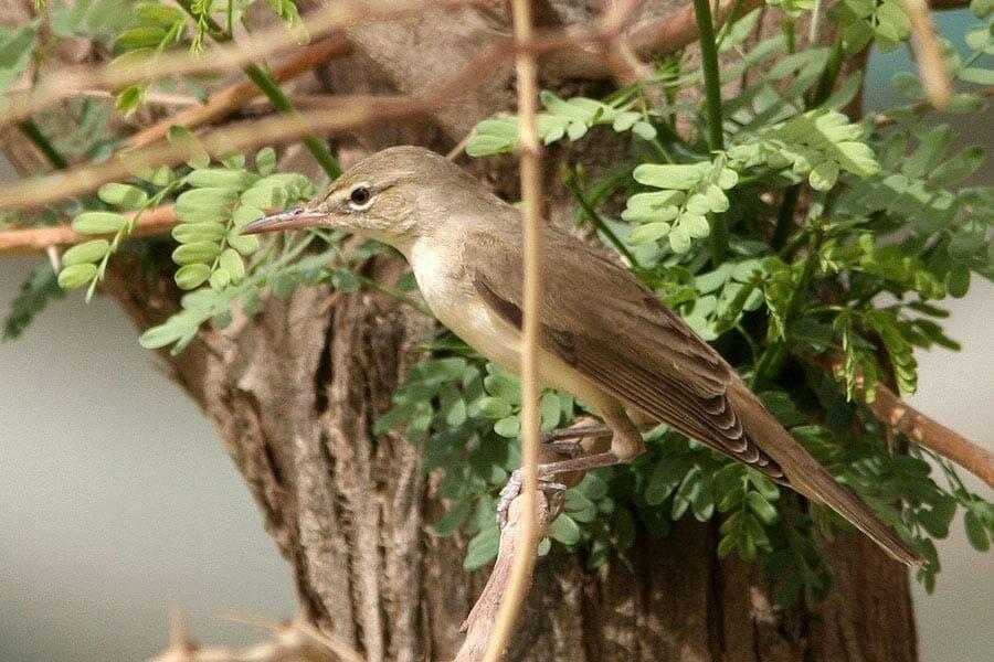 Basra Reed Warble perched on a branch