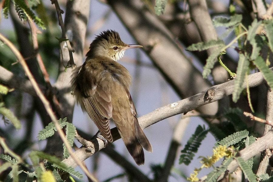 Basra Reed Warbler perched on a branch